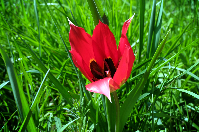 Tulipe d'Agen à Villebramar - Ferme de Videau