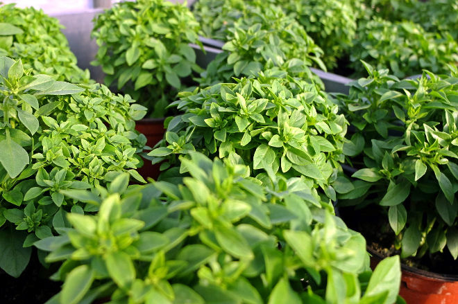 Plants de basilic - Ferme de Videau