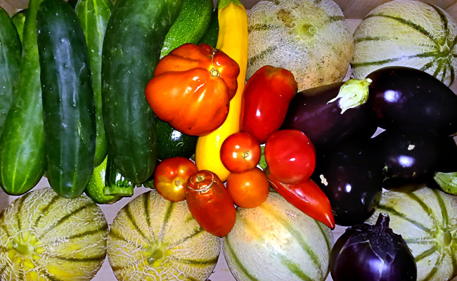 Panier de légumes bio - Ferme de Videau