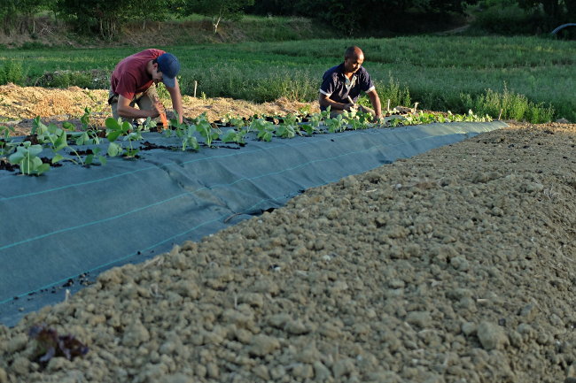 Plantation fraises ciflorette - Ferme de Videau