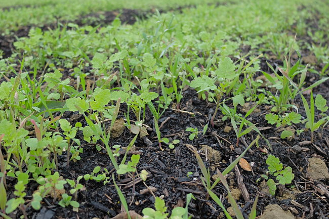Engrais vert dans compost - Ferme de Videau